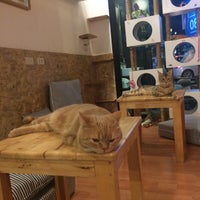 Photo taken at Catmosphere Cat Café by Alexandra on 4/22/2015