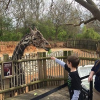 Photo taken at Giraffe Exhibit by Phil D. on 3/22/2017