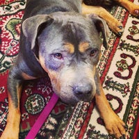 Riverdale Veterinary Dermatology 82 Newark Pompton Tpke