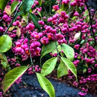 Photo taken at Washington Park Arboretum Gazebo by Dariya on 10/19/2020