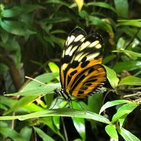 Photo taken at Butterflies and Plants - Partners in Evolution by Josh B. on 8/18/2022