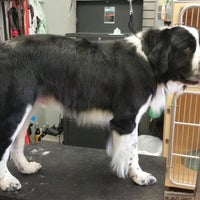 twickenton dog & cat grooming