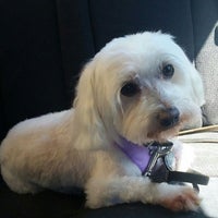 Hollywoof grooming cheap salon