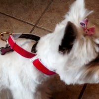 Foto tomada en Mrs. Bones Decorative Dog Collars  por Yext Y. el 12/15/2016