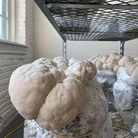 Products Flat 12 Mushrooms Black Rock 37 Chandler St Products Flat 12 Mushrooms Black Rock 37 Chandler St