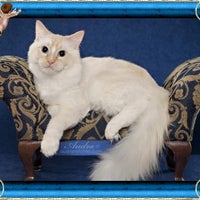 Angellcats ragdolls on sale