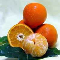 11/6/2018에 Yext Y.님이 South Naples Citrus Grove에서 찍은 사진