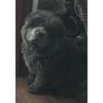 Beth s Chow Chows Monticello MS