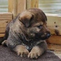 Von dietrich german shepherds llc 2025