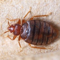 Humphreys Insect Rodent Control Inc Stirling Nj