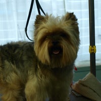 soft touch dog grooming