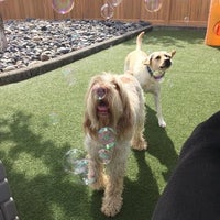 A Dog s Best Friend Doggy Daycare East Fircrest 0 tips