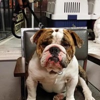 willies grooming & pet shop