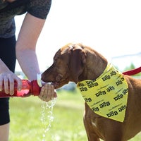 calgary humane society