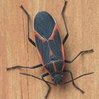 Arab Termite And Pest Control Of Cincinnati Inc Cincinnati Oh