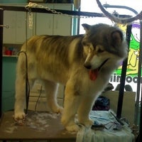Photo taken at Soft Touch Dog Grooming by Yext Y. on 3/26/2020