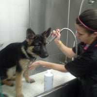 twickenton dog & cat grooming