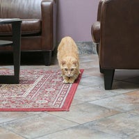 cat hospital sellwood