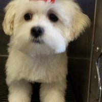 For Pet S Sake Grooming 1 Tip From 2 Visitors