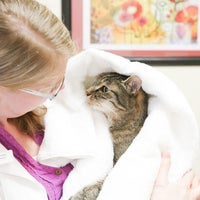 cat hospital sellwood