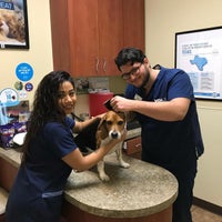 vca animal hospital castle hills