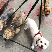 Photo taken at Gimme Paw Dog Walking Service by Yext Y. on 4/10/2019