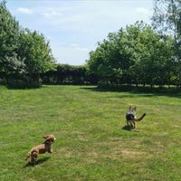 carpet shampoo for cat urine