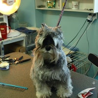Soft touch hotsell dog grooming