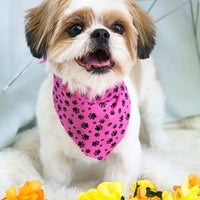 Shirley's k9 sale