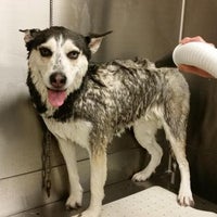 twickenton dog & cat grooming