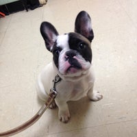 berry hill pet hospital