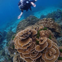 Foto scattata a Thailand Divers - Phuket. da Thailand Divers - Phuket. il 5/12/2024