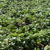 Photo taken at U-Pick Carlsbad Strawberry Co. by Mohammad F. on 5/12/2024