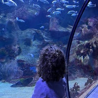 3/26/2024にDilberがFuntastic Aquarium İzmirで撮った写真