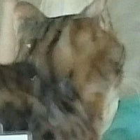 猫のいるカフェ ねこぐるま 蟹江町 愛知県 猫のいるカフェ ねこぐるま 蟹江町 愛知県