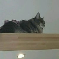 猫のいるカフェ ねこぐるま 蟹江町 愛知県 猫のいるカフェ ねこぐるま 蟹江町 愛知県