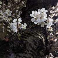 Photo taken at 西川緑道公園 by 3+4=7 on 3/22/2023