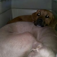 cuttles dog grooming