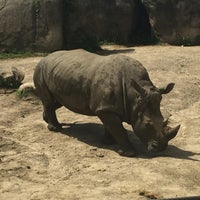Photo taken at White Rhino Exhibit by Ric M. on 7/15/2015