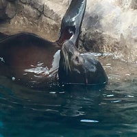 Photo taken at Sea Lions by Ric M. on 7/15/2015