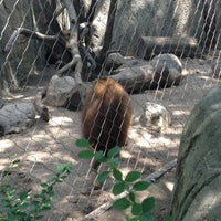 Photo taken at Baboon exhibit by Ric M. on 7/11/2013