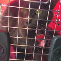Animal House Vet Clinic - Veterinarian Animal House Vet Clinic - Veterinarian
