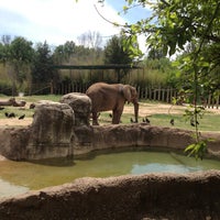 4/13/2013 tarihinde Charles H.ziyaretçi tarafından Cameron Park Zoo'de çekilen fotoğraf