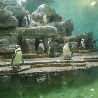 Photo taken at Pavilion of Penguins by Kaczna on 6/30/2023