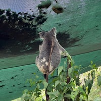 1/3/2024 tarihinde Balázs L.ziyaretçi tarafından Currumbin Wildlife Sanctuary'de çekilen fotoğraf