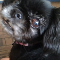 forest park veterinary