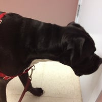 pet care at luna park