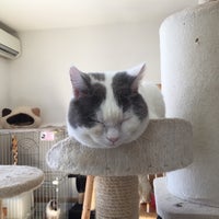 猫カフェ Nyaon Now Closed 太宰府市 福岡県 猫カフェ Nyaon Now Closed 太宰府市 福岡県