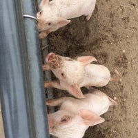 The Animal Farm Petting Zoo 2 Tips