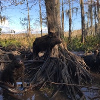 Photo taken at Dr. Wagner&#39;s Honey Island Swamp Tour by Jacqueline W. on 11/6/2017